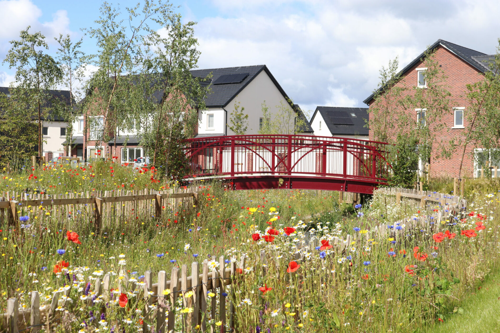 Elsmore, Naas; Wildflower Meadow within a riparian corridor.